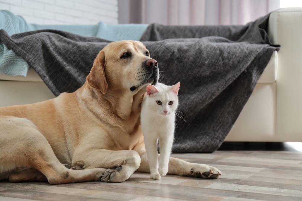 Adorable,Dog,And,Cat,Together,On,Floor,Indoors.,Friends,Forever